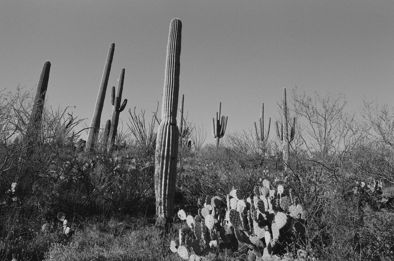Monochrome desert scene featuring tall saguaro cacti and flowering prickly pear cacti.