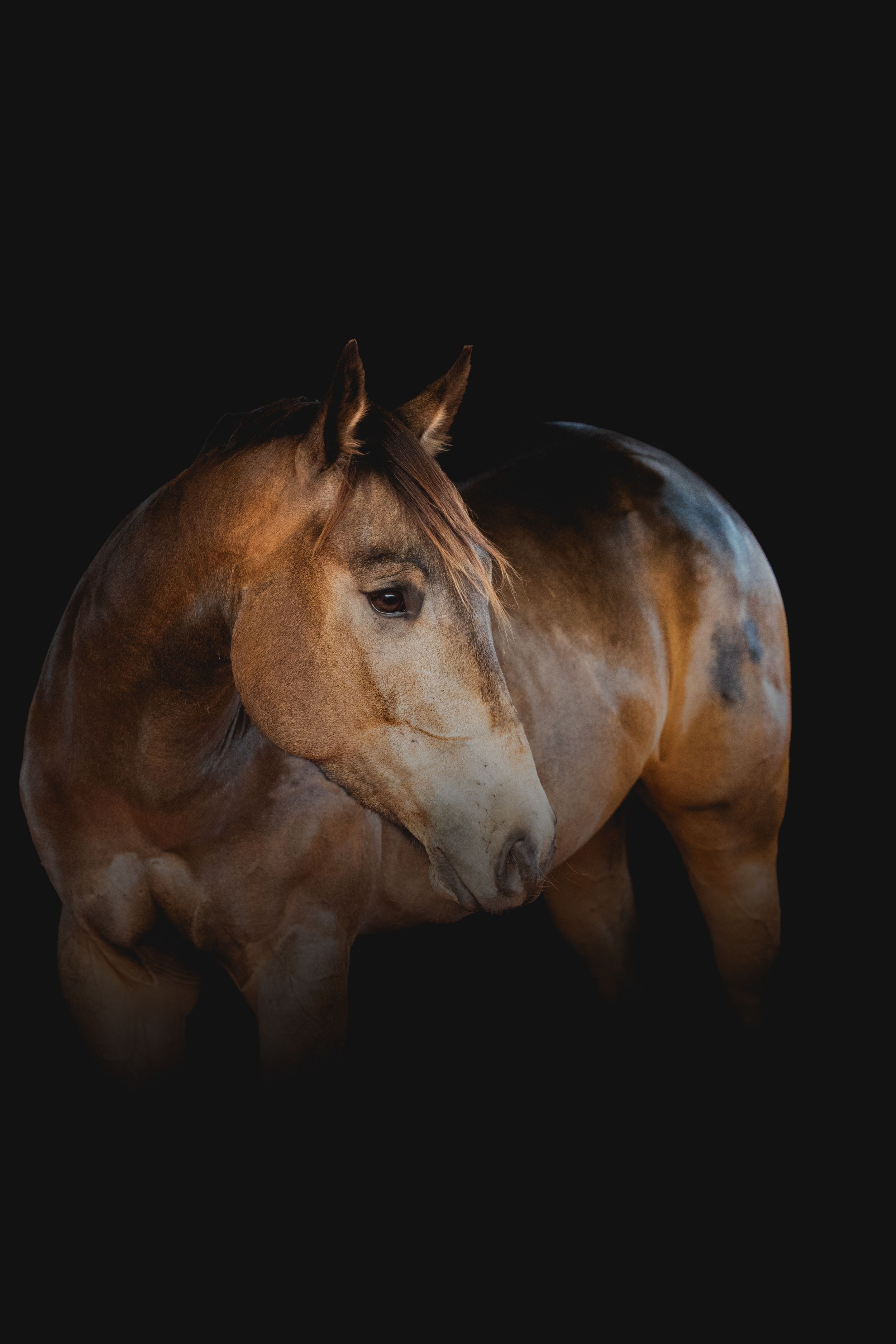 Five synchronized horse portraits in silhouette show equine profiles against a dark background, creating a dramatic panoramic effect.
