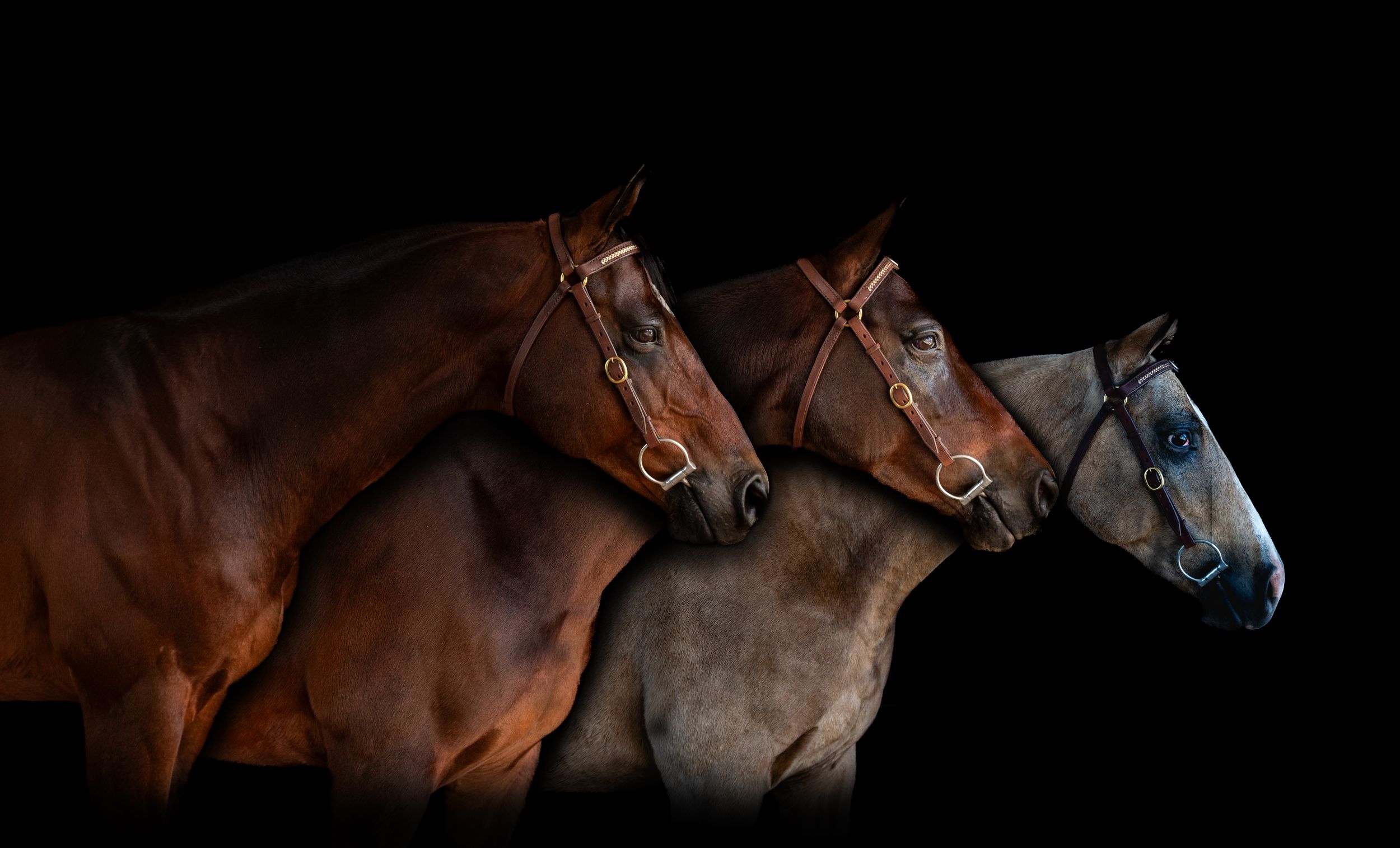 Six closeup profile shots of different horses' heads showing their varied coat colors and facial features against dark backgrounds.