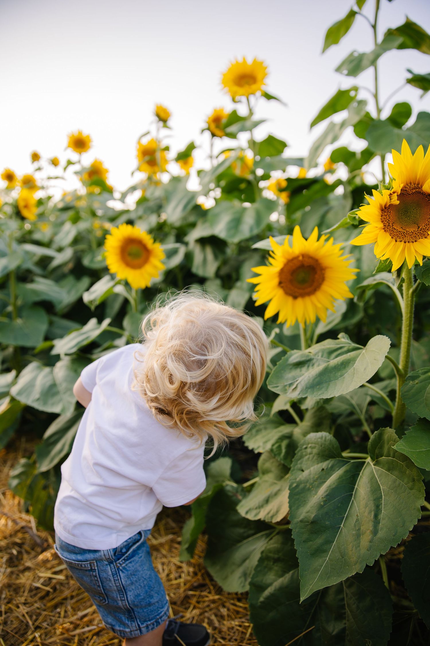 Small child exploring vibrant sunflower field on sunny summer day.