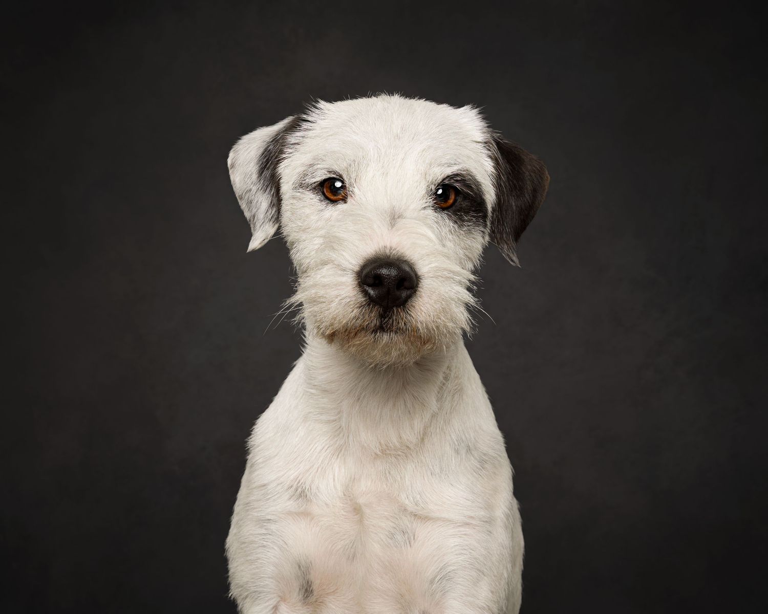 Portrait of a white terrier dog against a dark background.