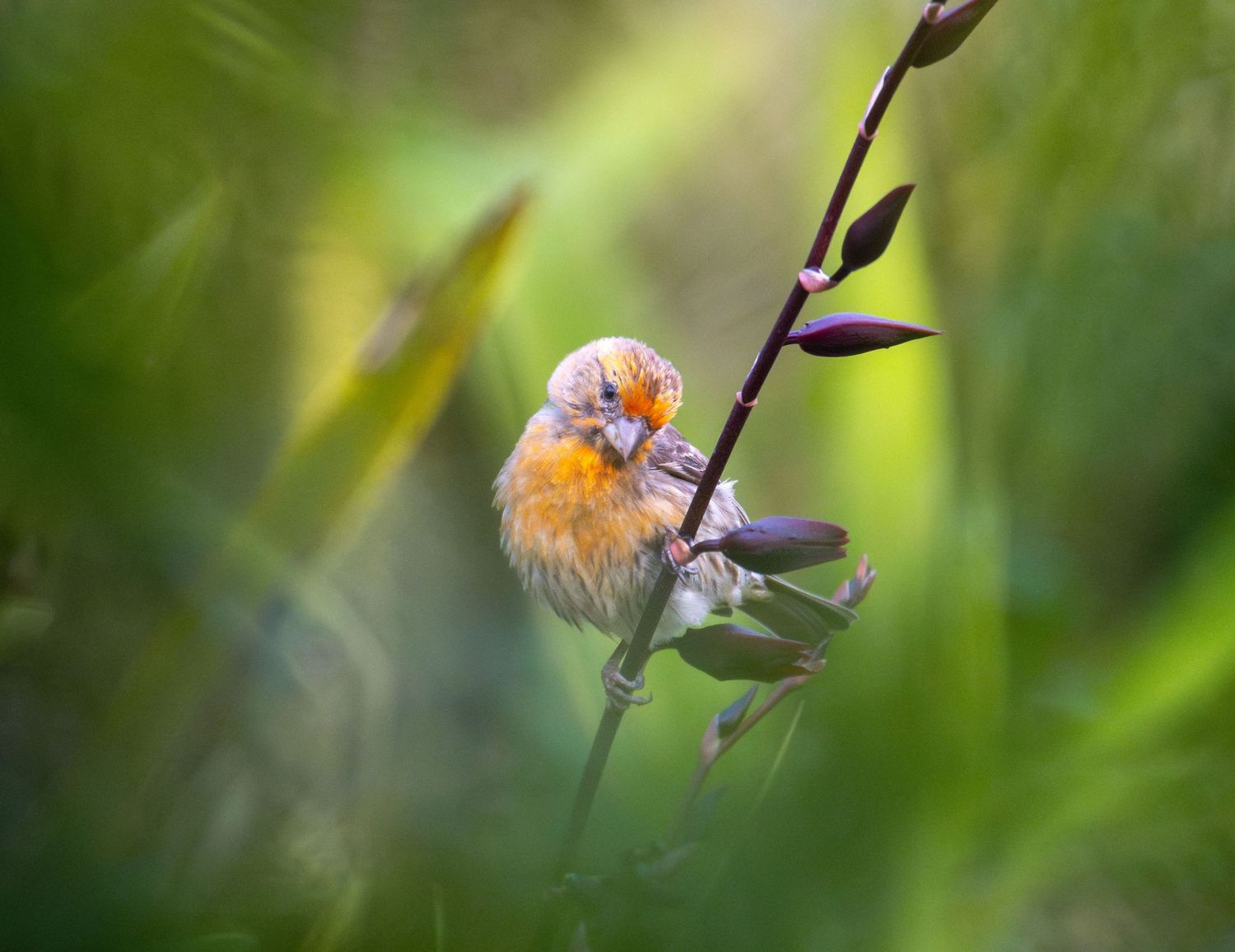Close-up shots of small birds perched on thin branches with blurred green background.