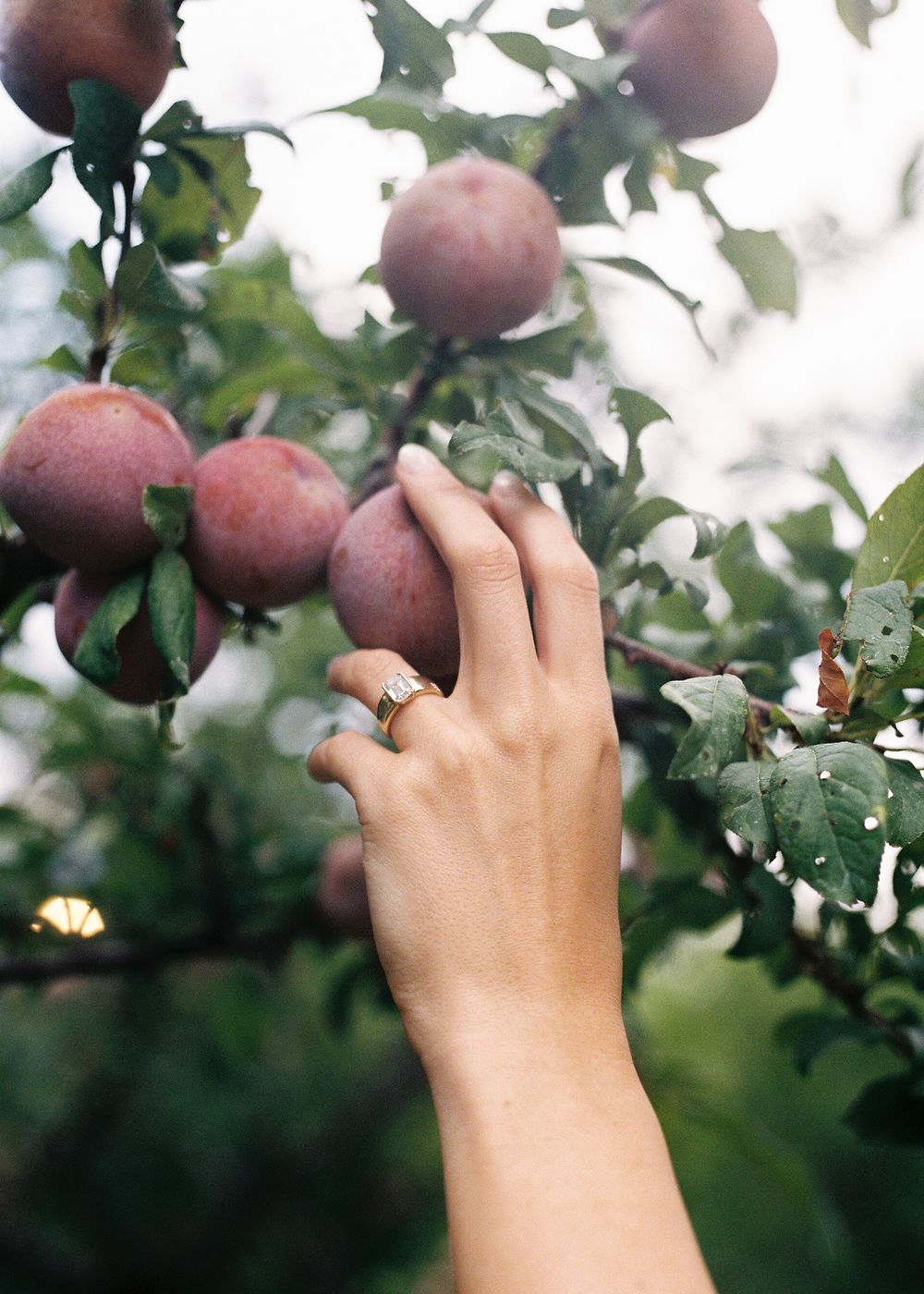 wedding ring on film wedding details peach tree and elegant hand film wedding photographer
