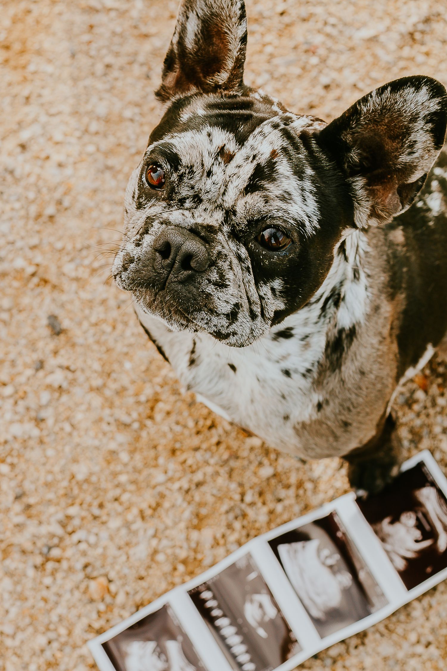 Merle French Bulldog sitting on sandy ground next to ultrasound sonogram photos, looking up at camera.