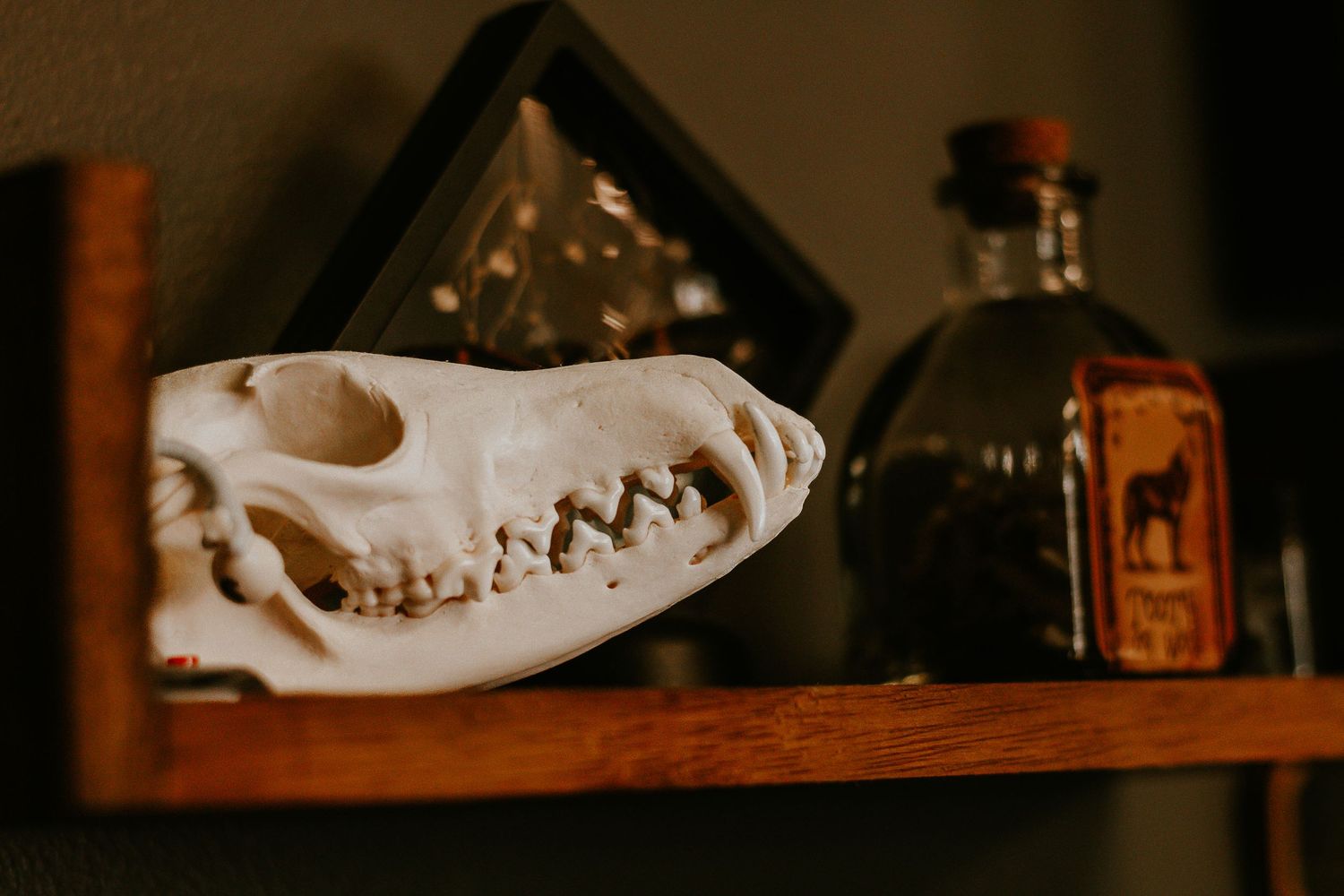 Animal skull and vintage potion bottles displayed on a rustic wooden shelf in a dark, moody aesthetic setting.