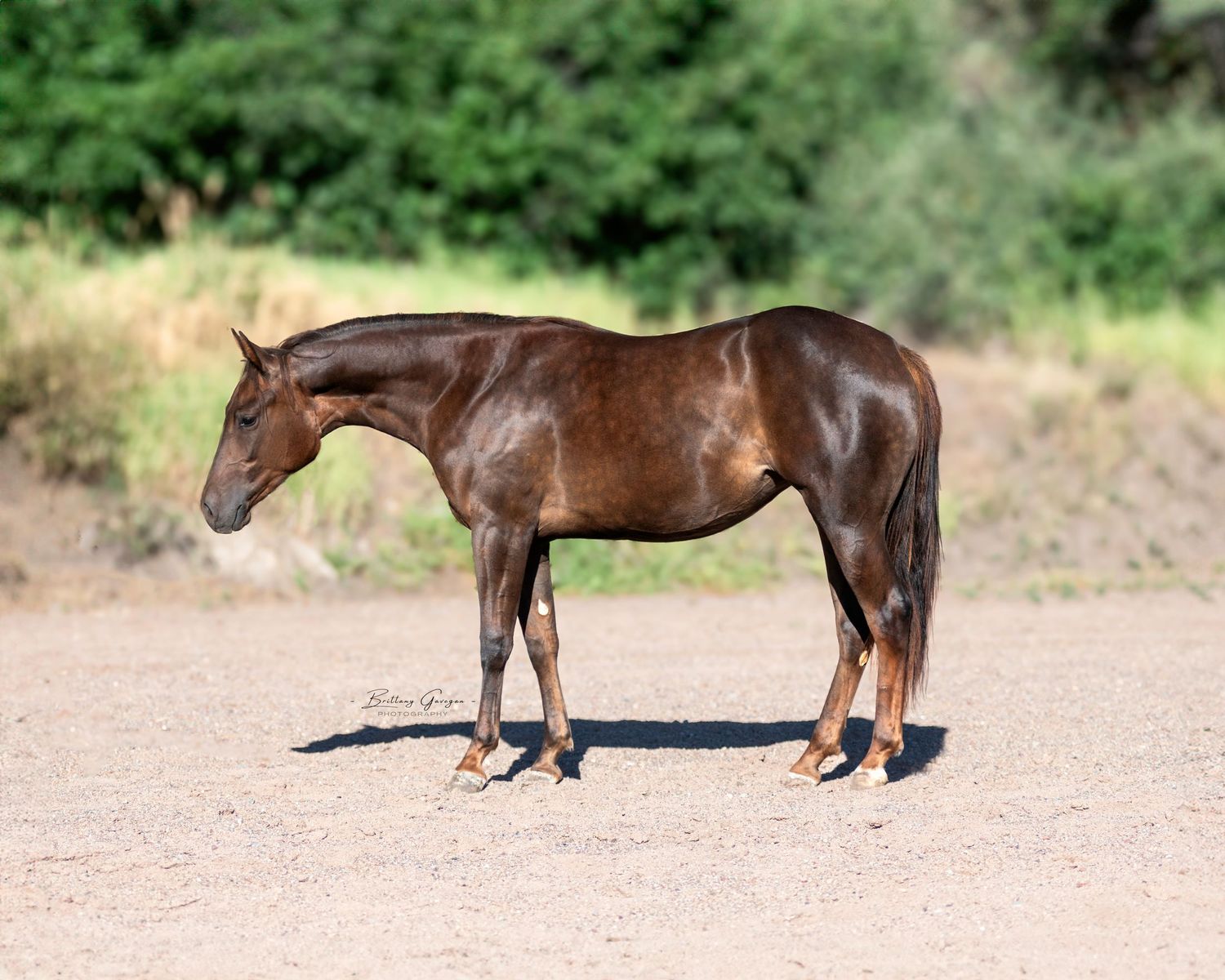 A bay horse stands in profile on dirt ground showing full conformation against natural background.