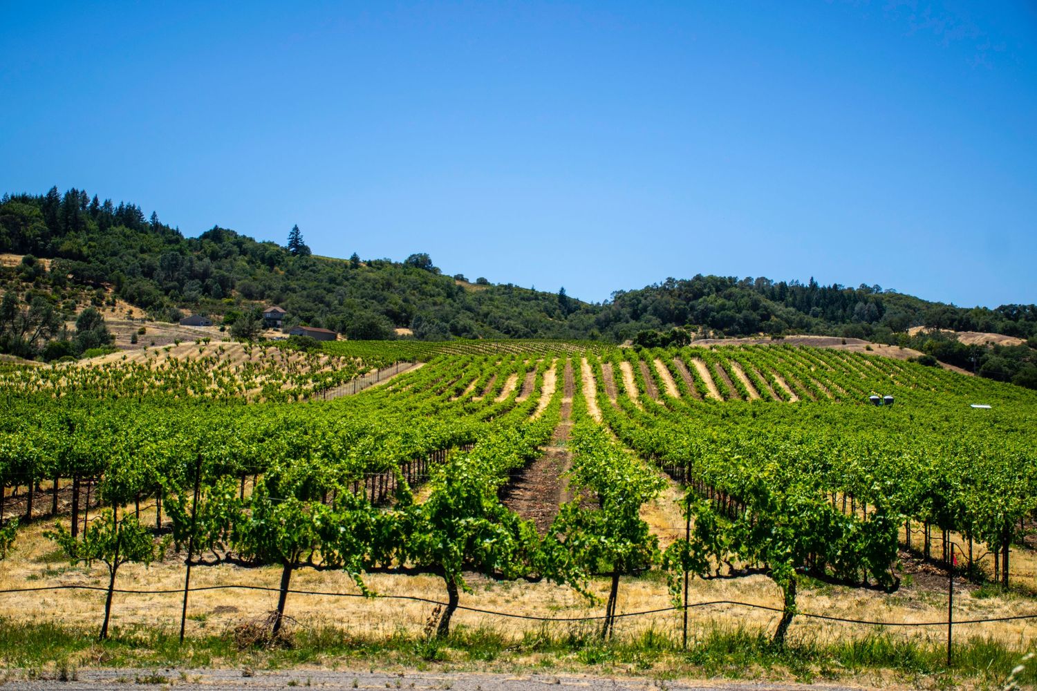 Hillside vineyard with orderly rows of grapevines on a sunny day in wine country.