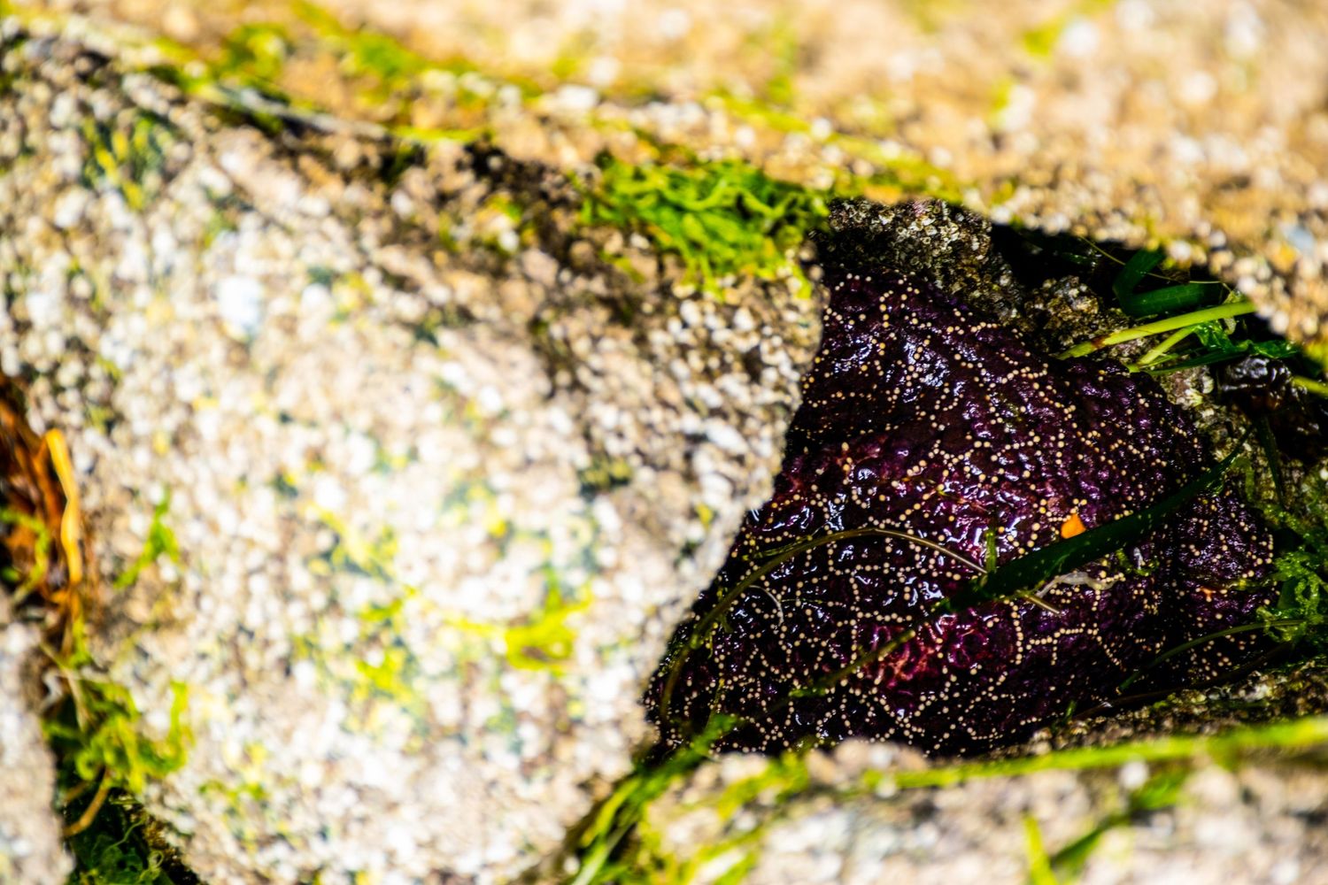 Close-up of moss growing on weathered rock formation with textured surface.