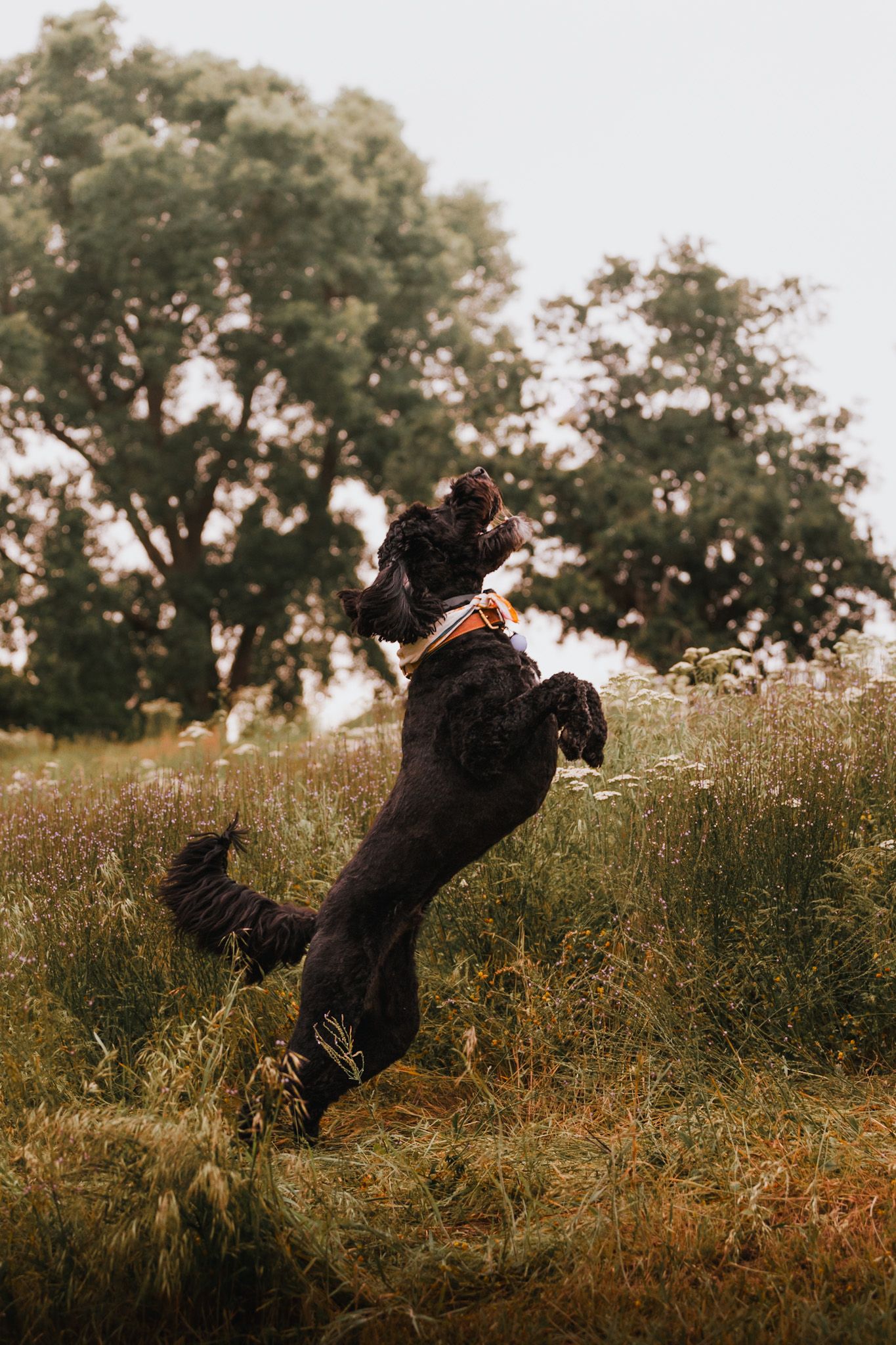 Oklahoma dog photographer
