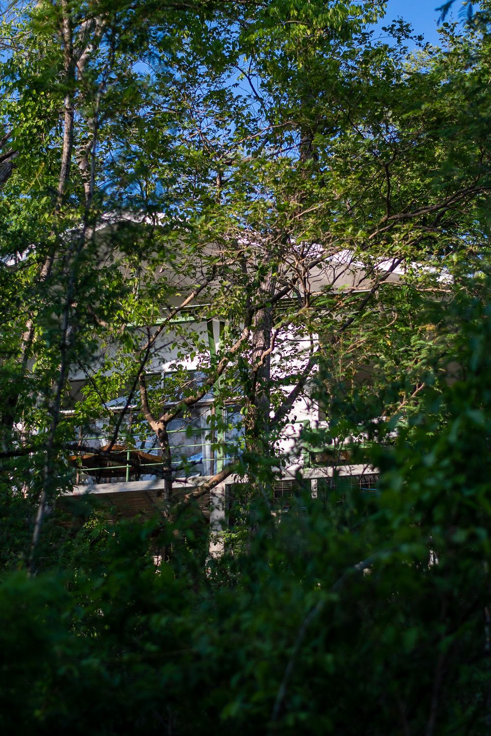 A glimpse of a white building through dense forest foliage and trees.