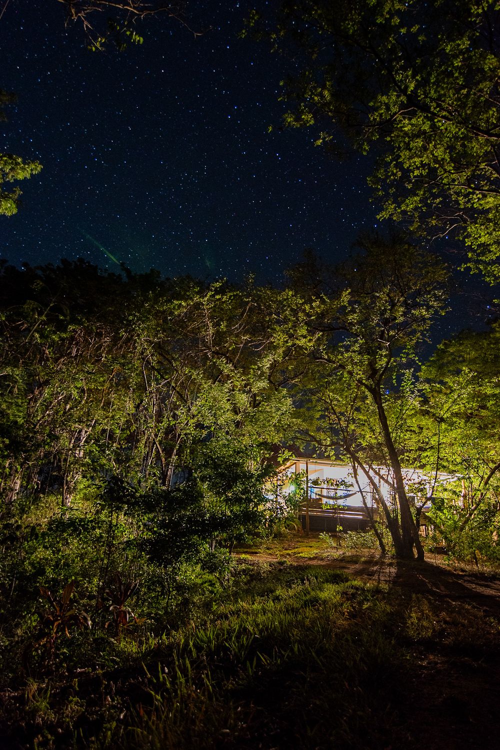 Starry night sky view through trees with illuminated structure in distance.