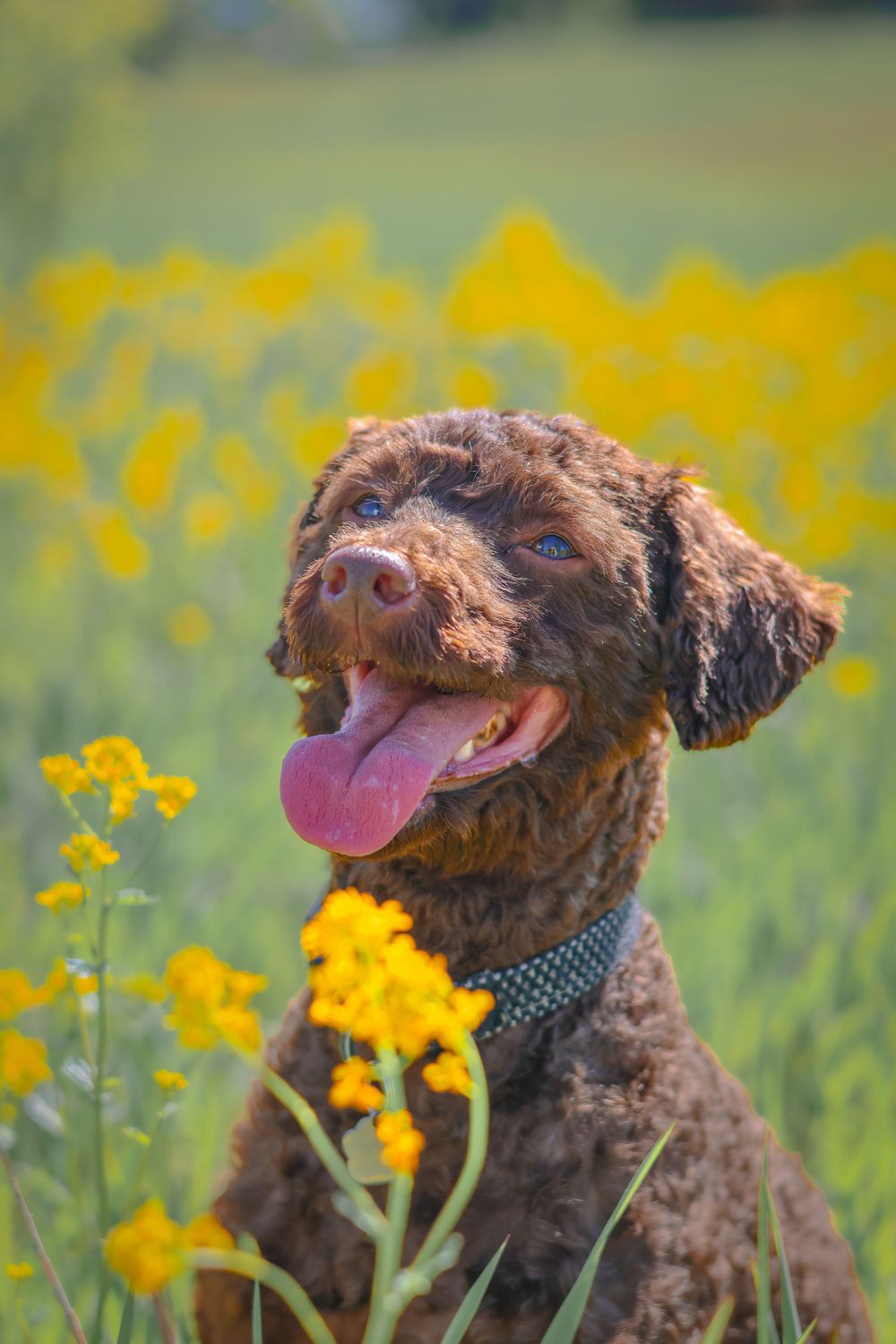 A happy brown dog with curly fur poses among yellow wildflowers on a sunny day.
