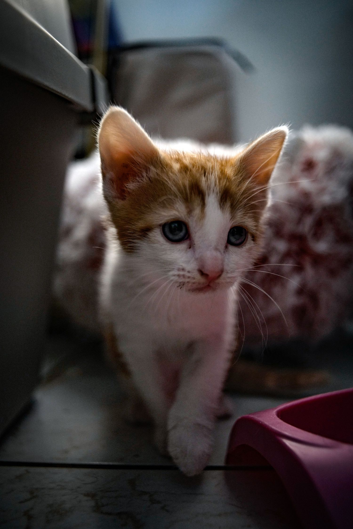 An adorable ginger and white kitten with blue eyes peeks out from behind a pink food bowl.