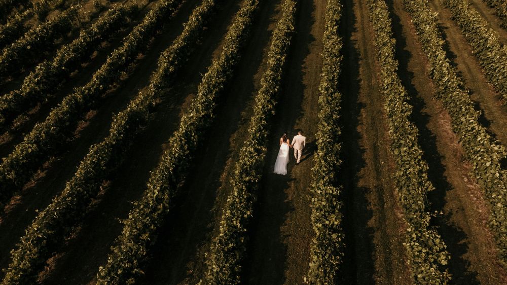 Aerial view of two figures in white walking between rows of lush green vineyard at sunset.
