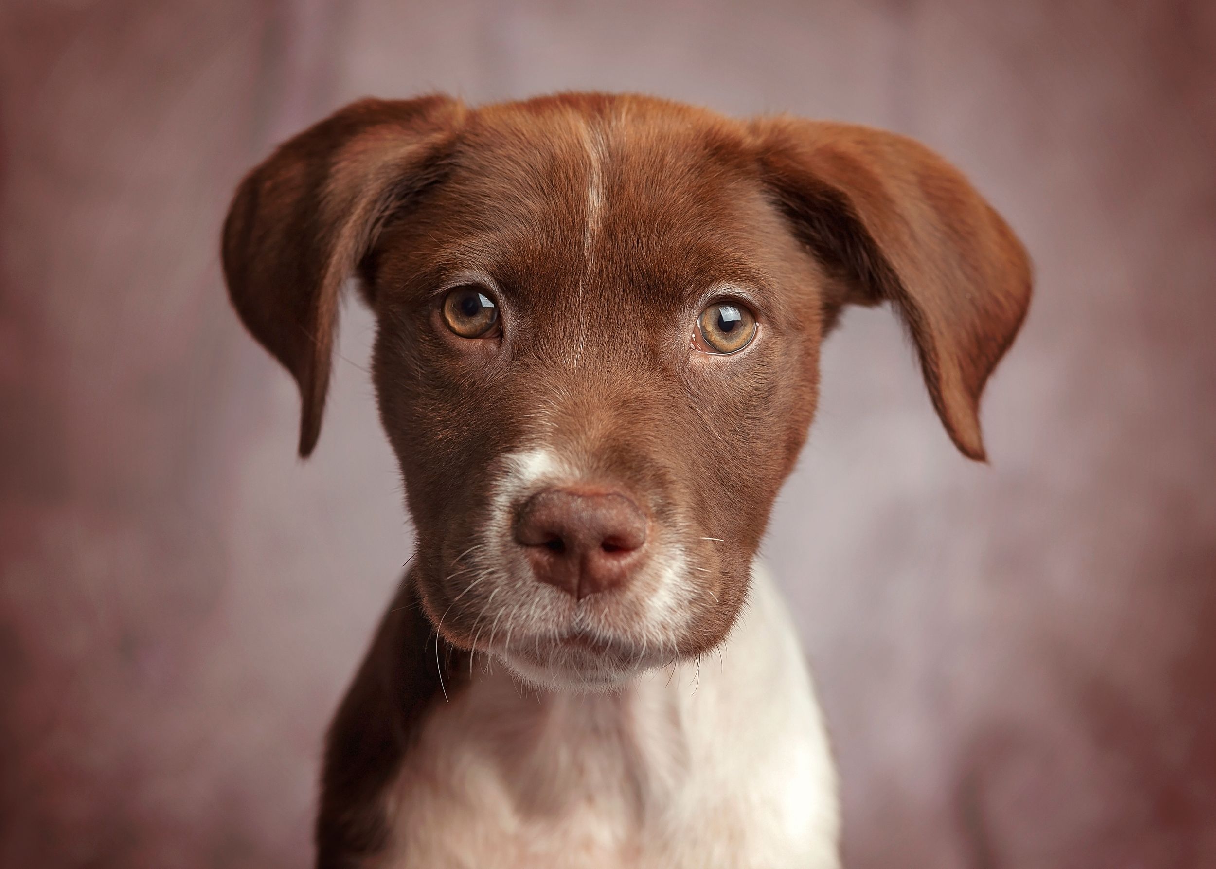 Great Falls South Carolina. Pet photography near Rock Hill, Chester, York, Lancaster, Camden South Carolina