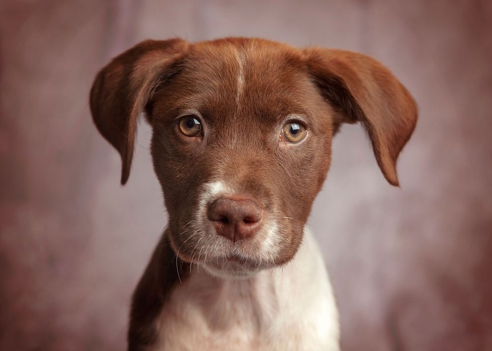 Great Falls South Carolina. Pet photography near Rock Hill, Chester, York, Lancaster, Camden South Carolina