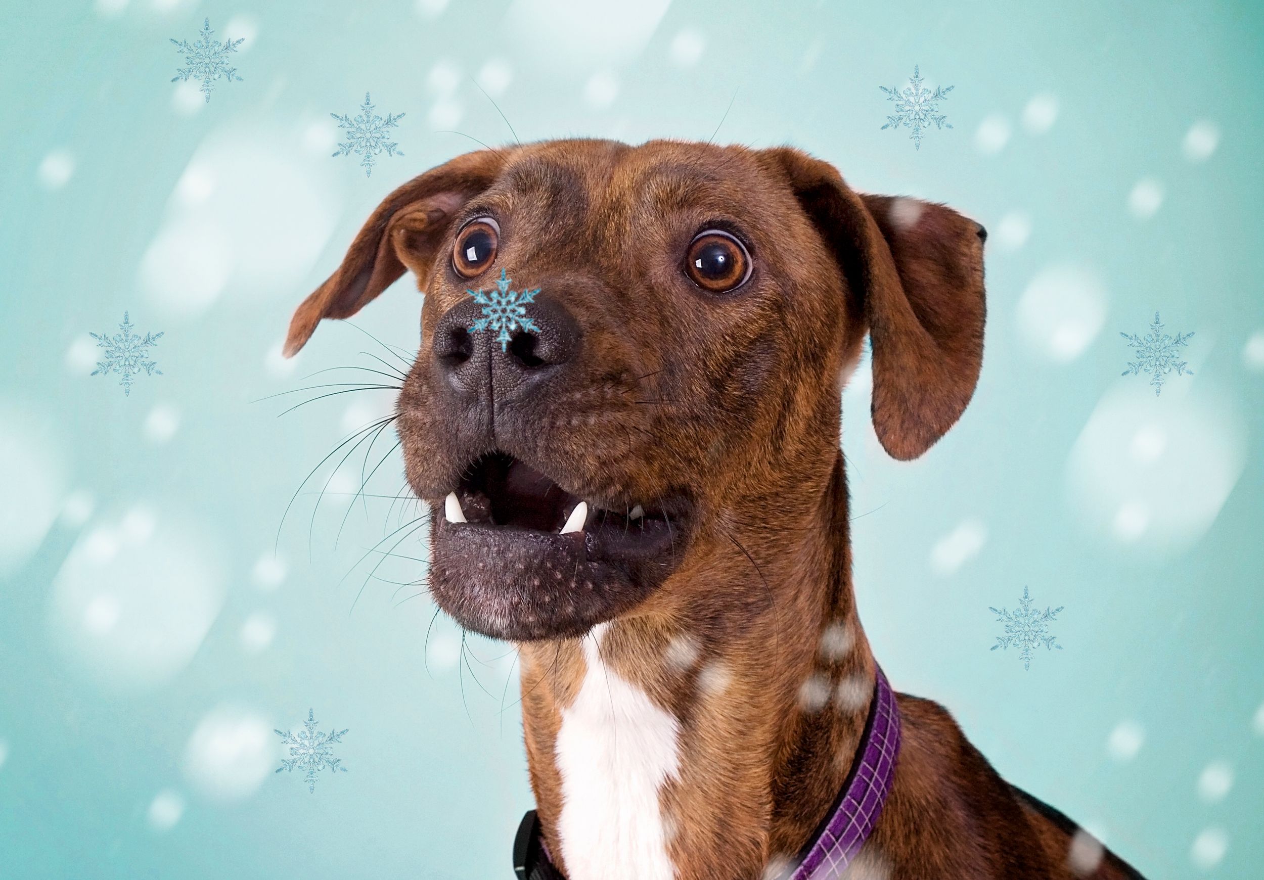 Great Falls South Carolina. Pet photography near Rock Hill, Chester, York, Lancaster South Carolina