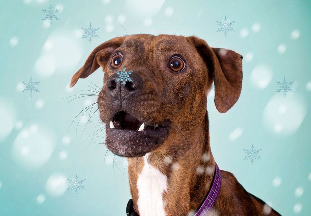 Great Falls South Carolina. Pet photography near Rock Hill, Chester, York, Lancaster South Carolina