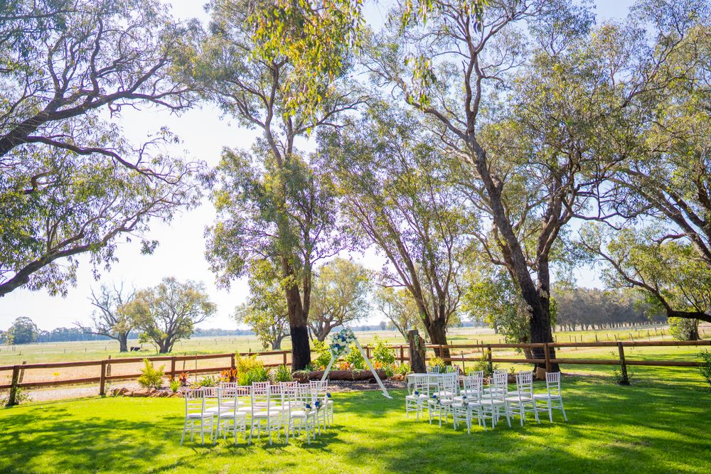White chairs arranged for an outdoor wedding ceremony under tall eucalyptus trees.