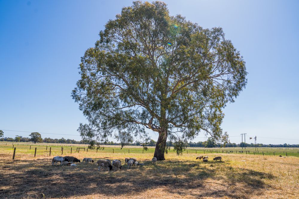 Large eucalyptus tree standing alone in dry rural Australian landscape.