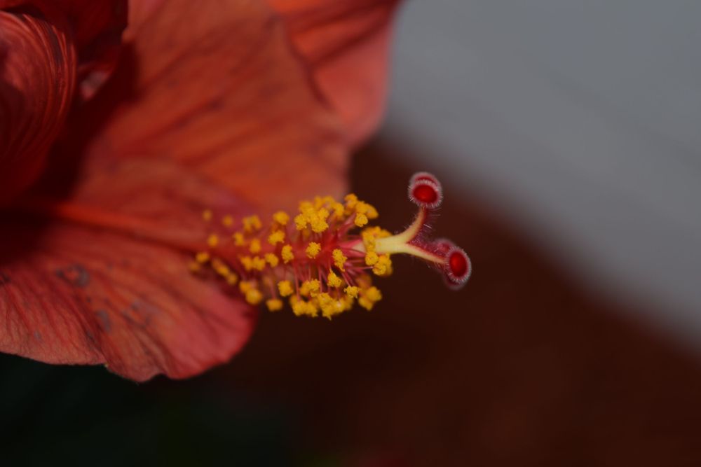 Scenic Photography
Nature Photography
Macro Photography