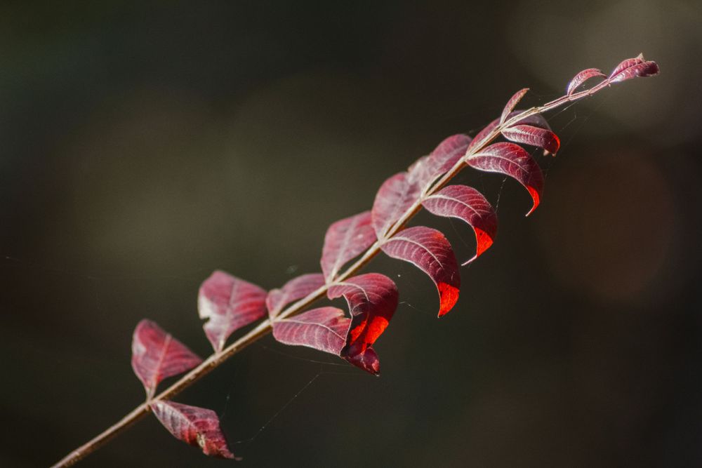 Dark red leaves on a delicate branch against a dark background create a moody autumn scene.