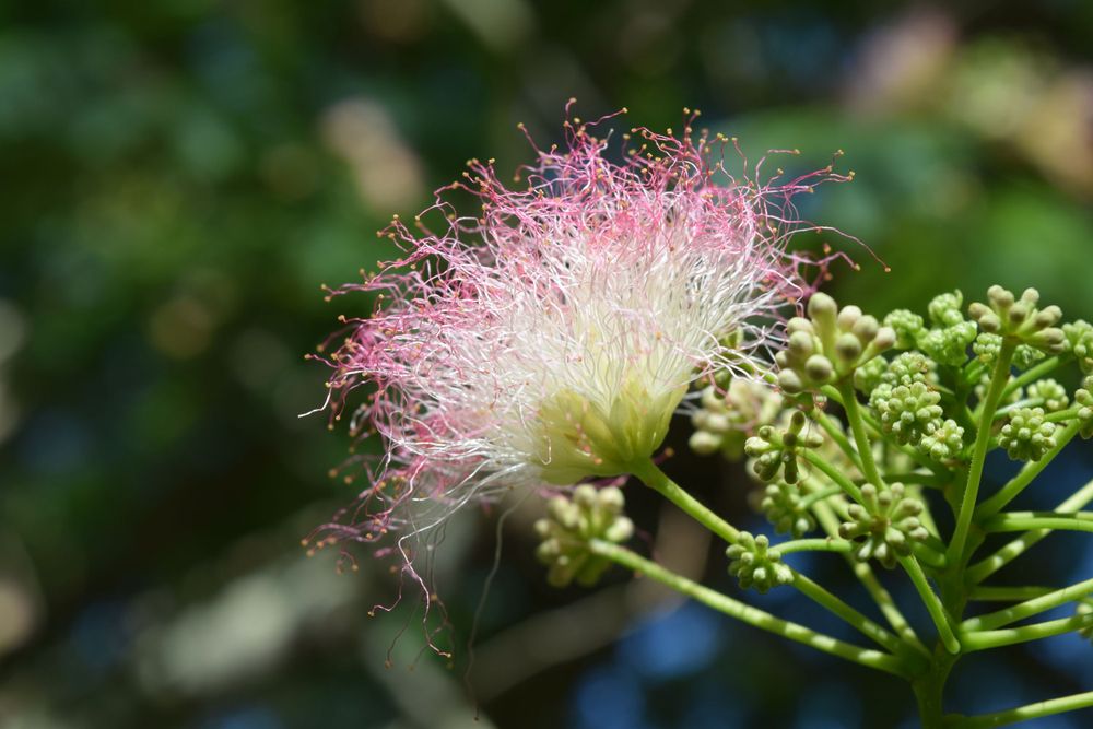 Scenic Photography
Nature Photography
Macro Photography