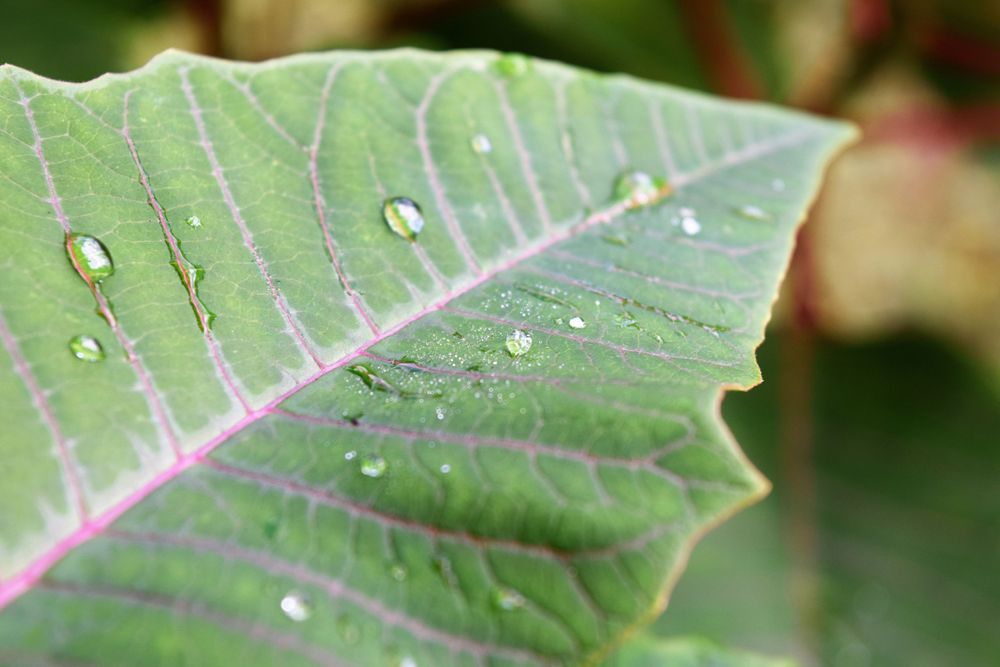 Scenic Photography
Nature Photography
Macro Photography