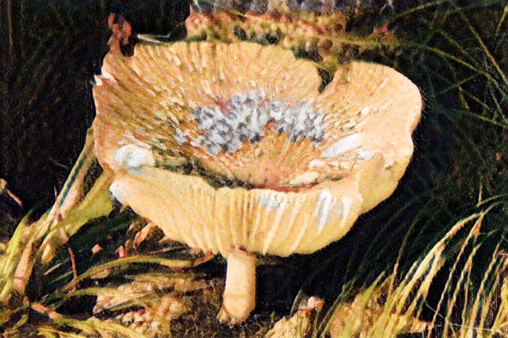 Digital artwork of a large mushroom with rich earth tones