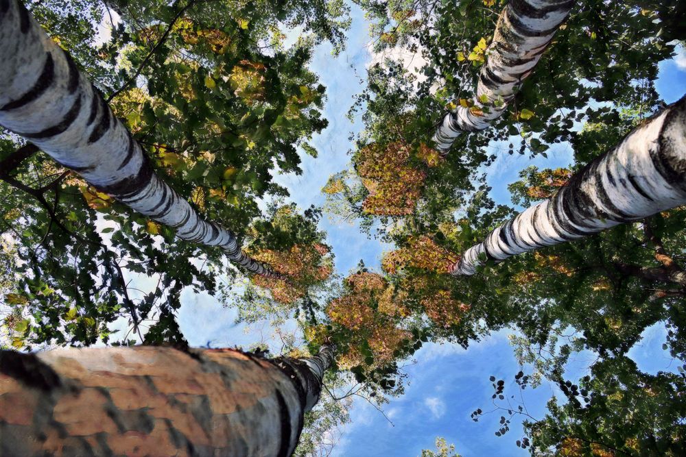 digital artwork looking up at the sky through the leaves of birch trees rich earth tones