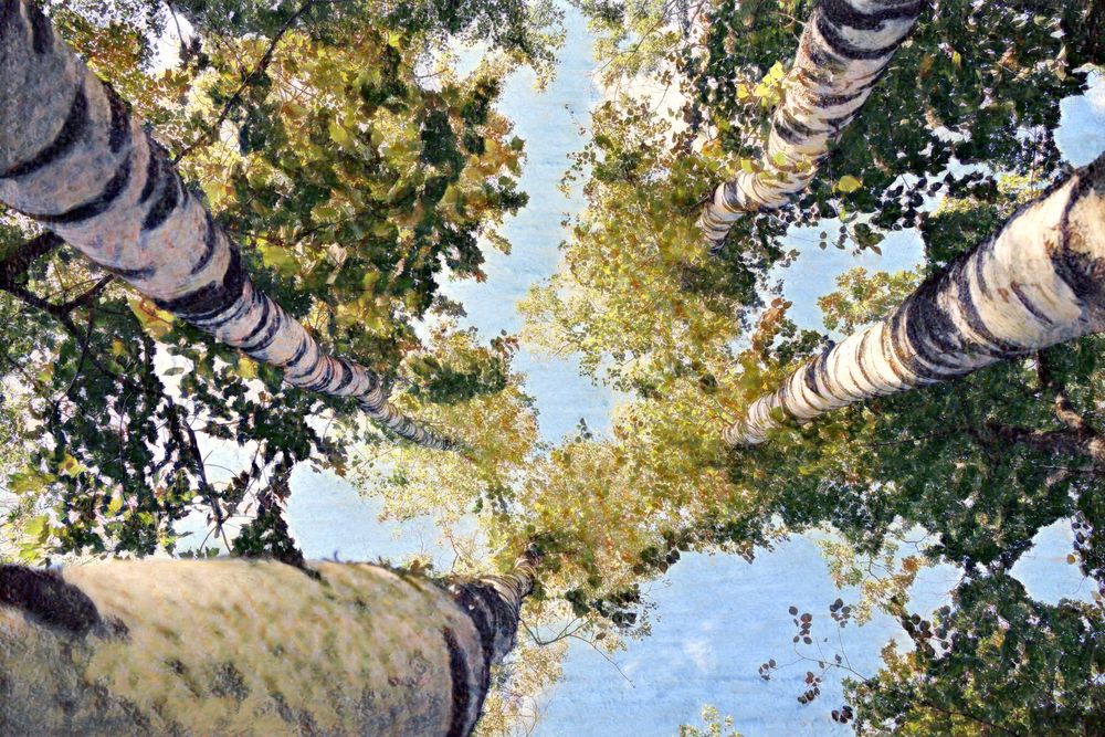 digital artwork looking up at the sky through the leaves of birch trees