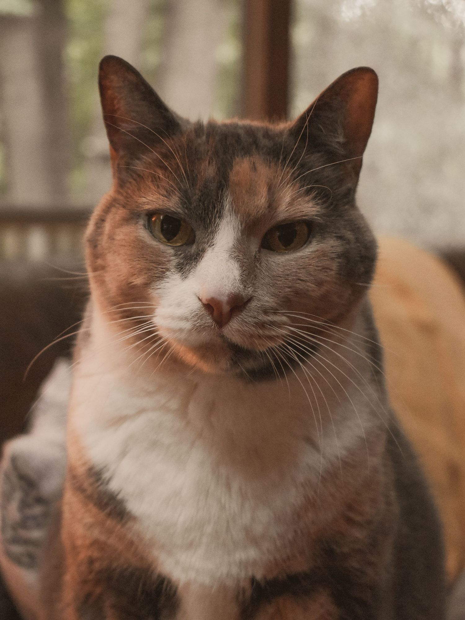 Pet photograph of a calico cat, staring at the camera.  Blue Onion Photography.