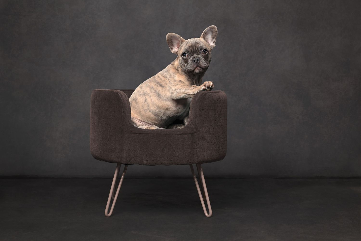 Various cats and dogs pose together in a professional studio setting against a dark background.
