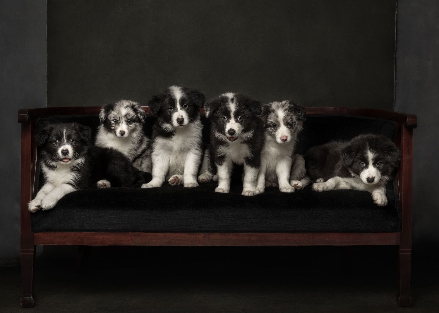 Row of border collie puppies sitting on a dark bench in a studio portrait.