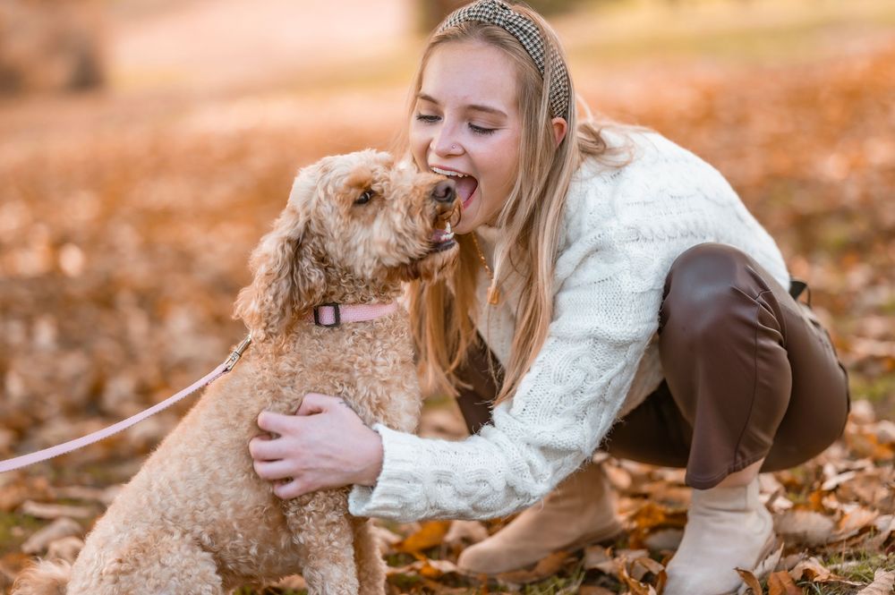 Airedale terrier playing and running through fallen autumn leaves in golden sunlit outdoor setting.