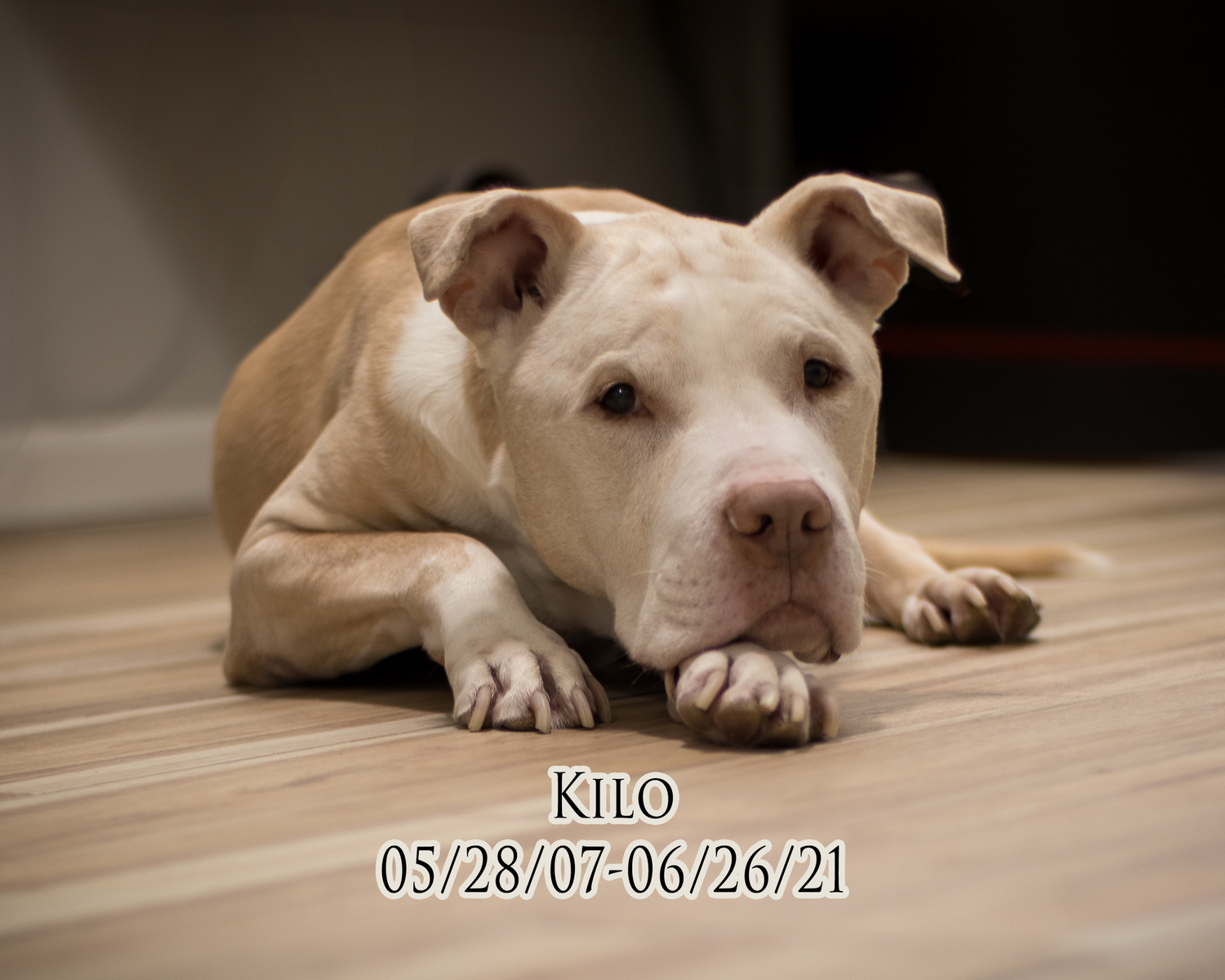 A tan and white pit bull type dog lying on hardwood flooring with a gentle expression.