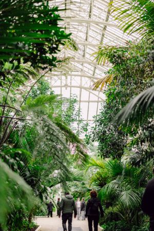Interior view of a greenhouse with lush tropical plants and glass ceiling architecture.