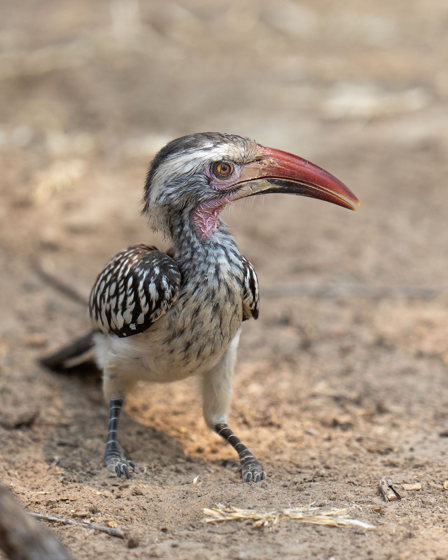 A hornbill bird walks on dry ground showing its distinctive curved beak.
