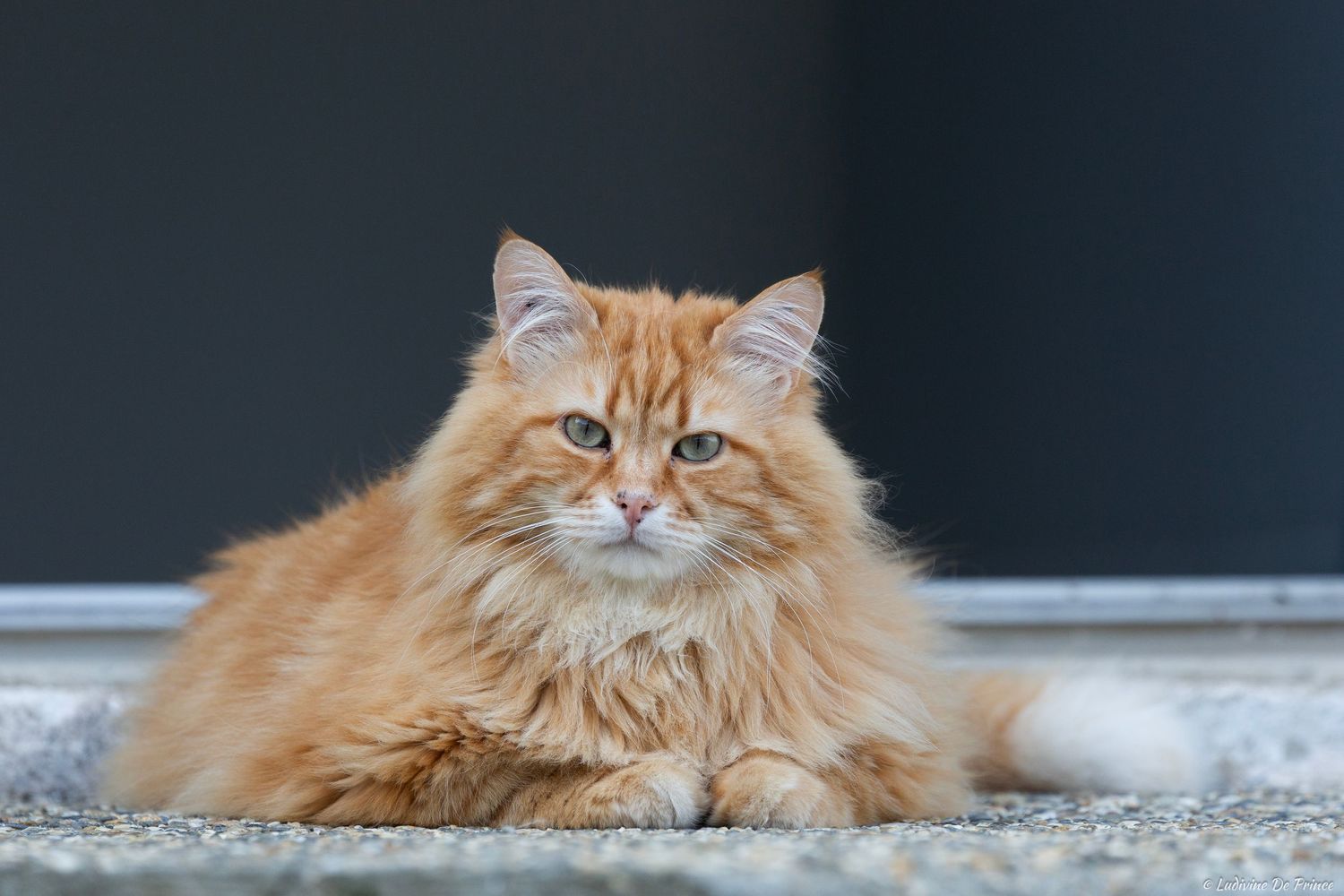 photographie animal de compagnie  beauté