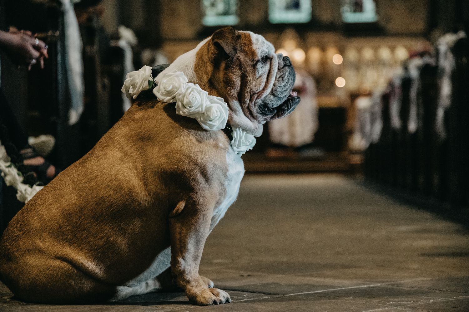 Brown bulldog wearing floral collar sitting on wooden church floor.