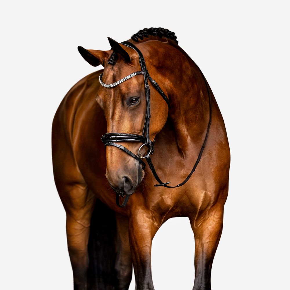 australian melbourne victoria equine photographer commercial brand fashion professional horse photography equisoul media
