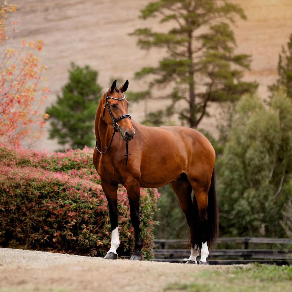 australian melbourne victoria equine photographer commercial brand fashion professional horse photography equisoul media