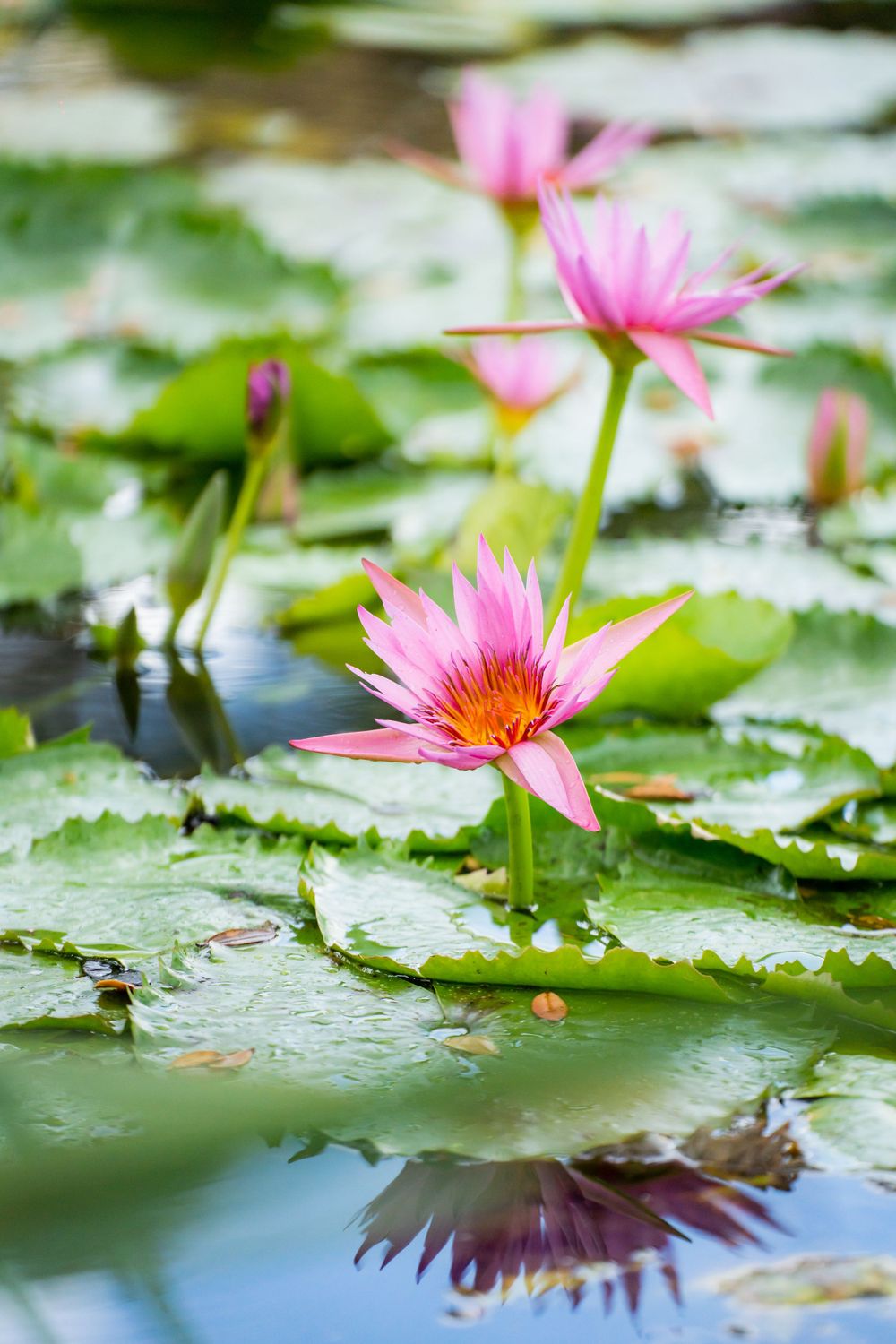Beautiful solo photography in golden Hanfu at a peaceful water lily pond in North Shore Auckland, captured by Imagine Image Studio.