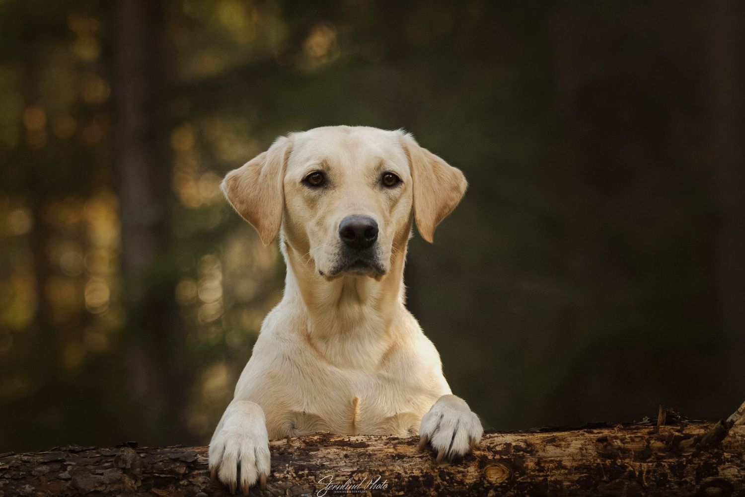 Fotograf i Stockholm, Sternlind Photo, Jennifer Sternlind, Fotograf i stockholm. Hundfotograf, Hund Fotografering,