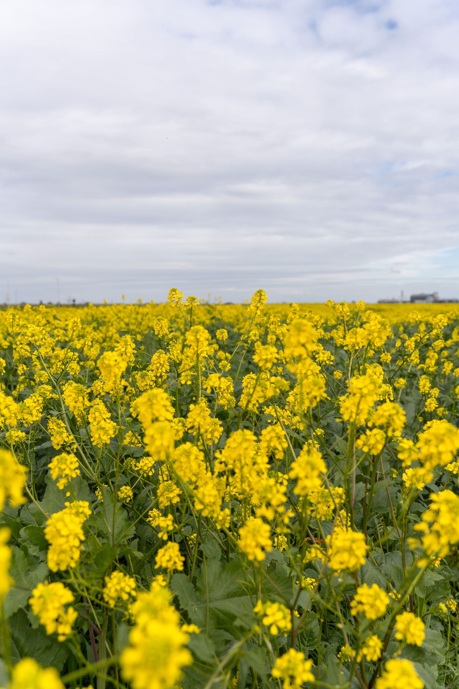 Vast field of bright yellow rapeseed canola flowers stretching to the horizon under a cloudy sky.