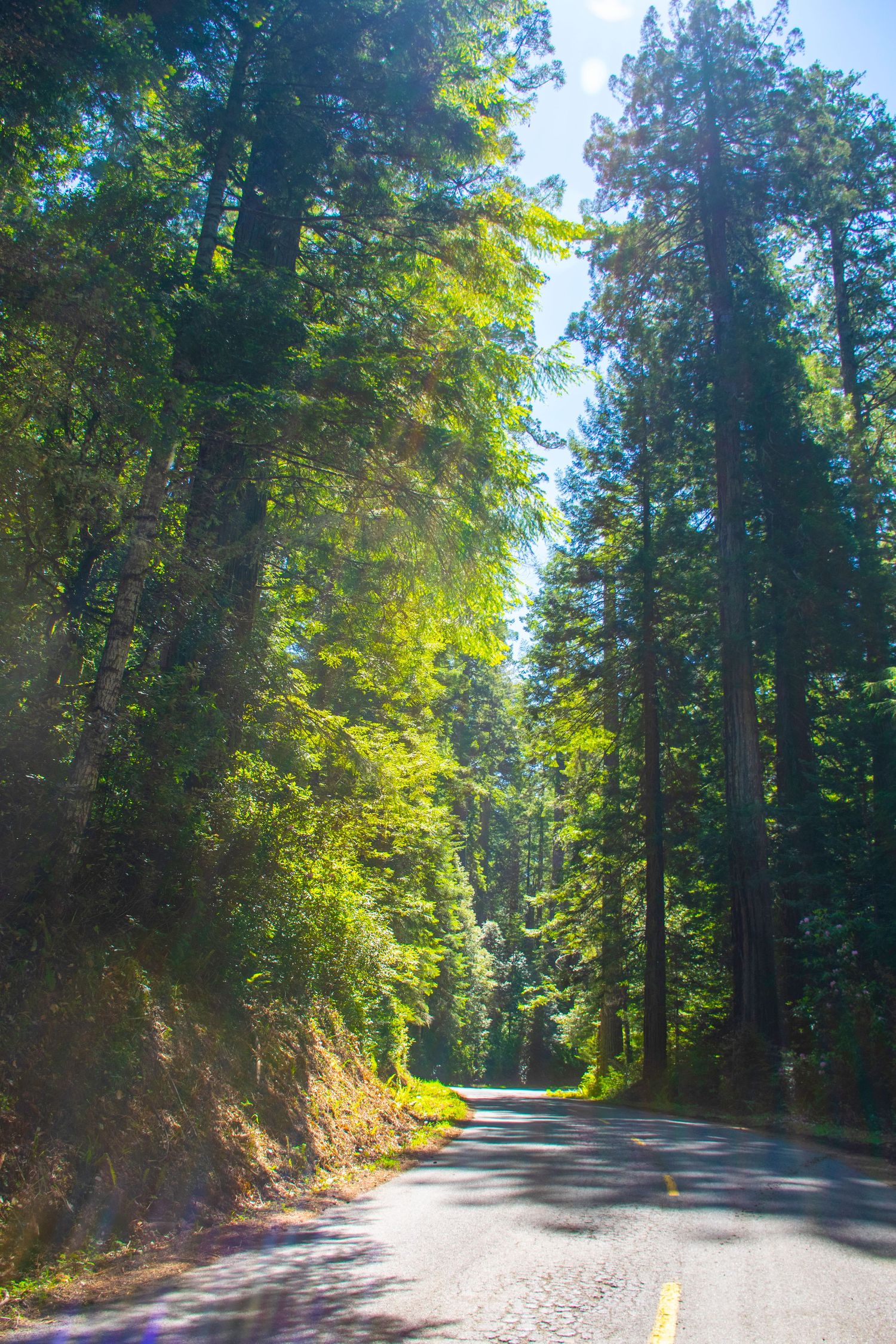 Sunlit forest road winding through tall evergreen trees.