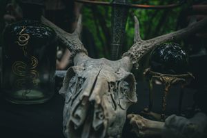Close-up of an animal skull with antlers in dark lighting.