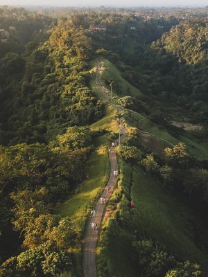 Aerial view of green walking trail winding through lush tropical forest.