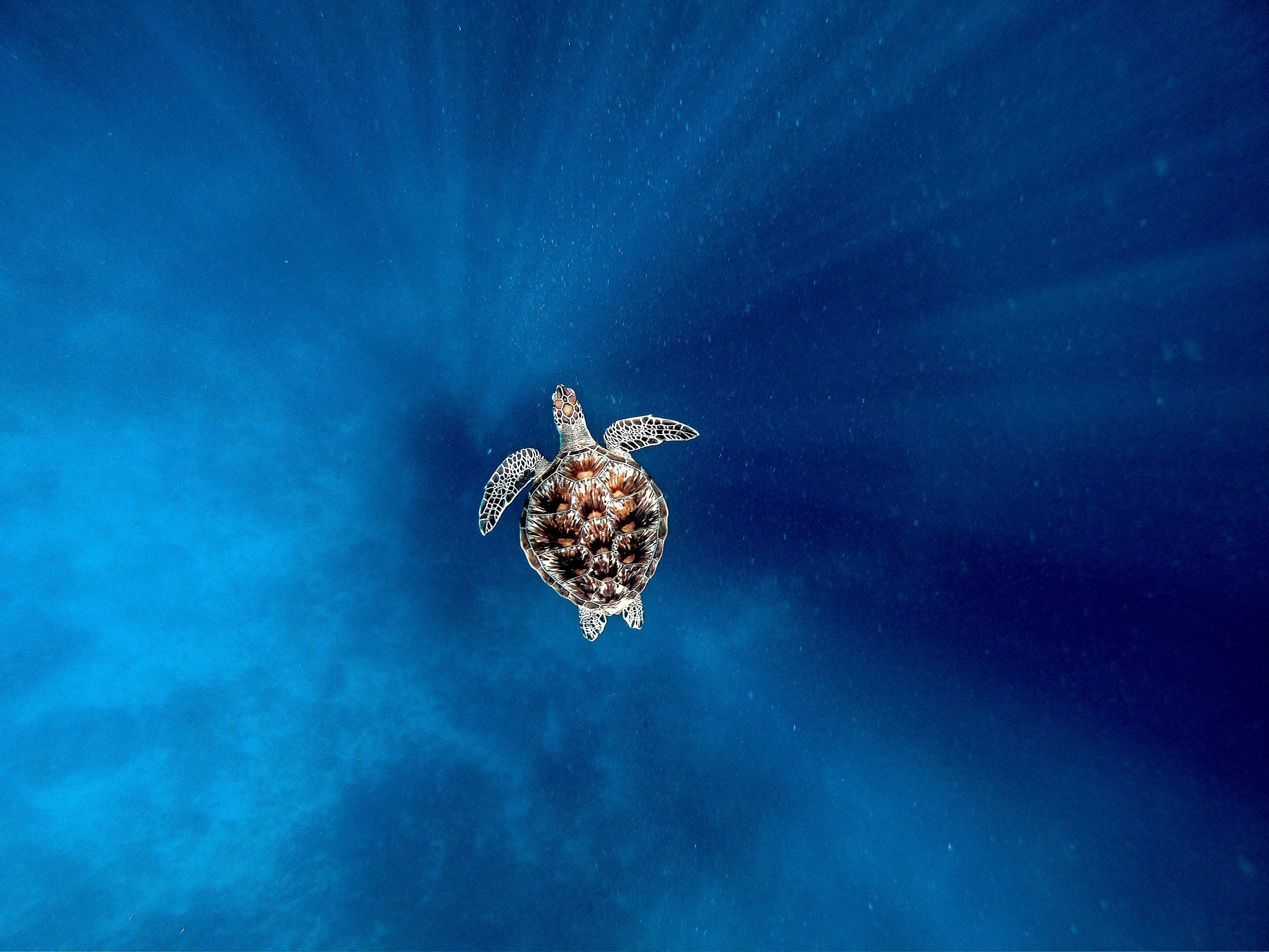 Sea turtle swimming in clear blue ocean water with sunbeams streaming through.