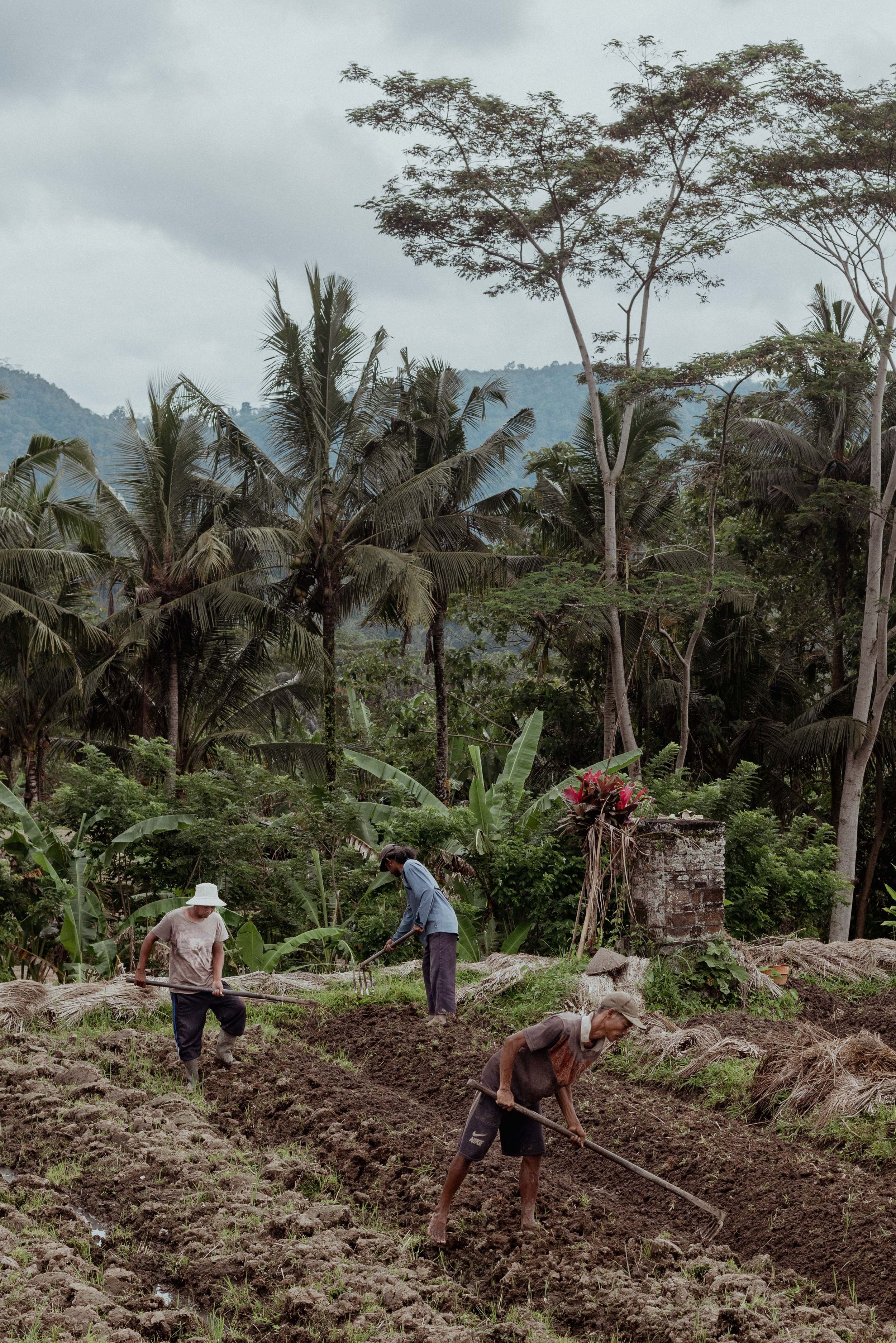 Farmers working in terraced fields with palm trees and mountains in the background.